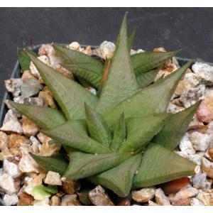 Haworthia limifolia (keithii) 4-inch pots