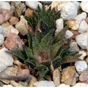 Haworthia maraisii var. maraisii fm. whitesloaniana 4-inch pots