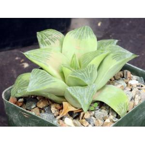 Haworthia retusa fm multilineata (ISI 92-40) 4-inch pots