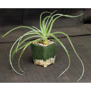 Hechtia michoacana 4-inch pots