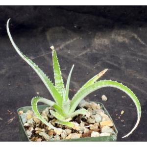 Hechtia pretiosa (094) 4-inch pots