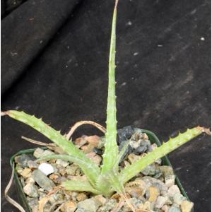 Hechtia sp. (121) 4-inch pots