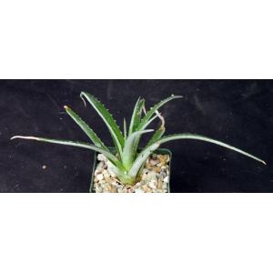 Hechtia sp. (567) 4-inch pots