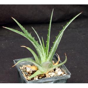 Hechtia cv Aztec Sun one-gallon pots