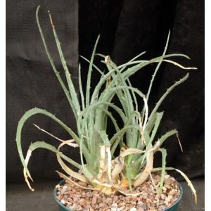 Hechtia podantha 8-inch pots