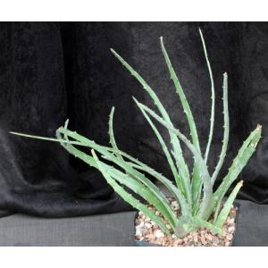 Hechtia podantha one-gallon pots