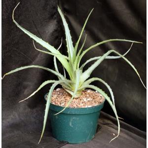 Hechtia rubicunda 8-inch pots