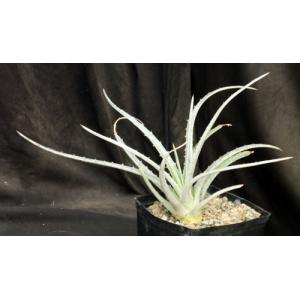 Hechtia sp. (552) one-gallon pots