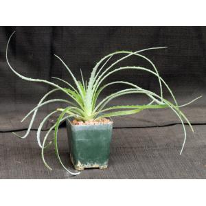 Hechtia glomerata 4-inch pots