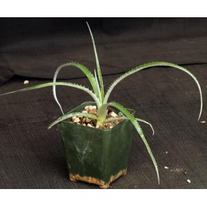 Hechtia pretiosa (094) 4-inch pots