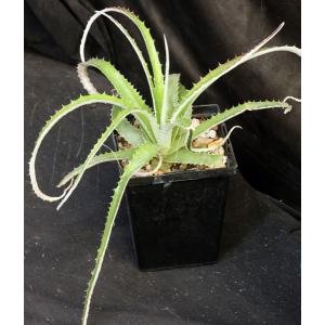 Hechtia pretiosa 5-inch pots