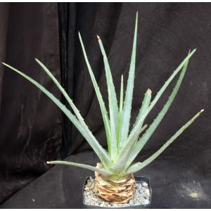 Hechtia sp. (128) one-gallon pots