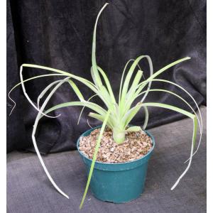 Hechtia tillandsioides 8-inch pots