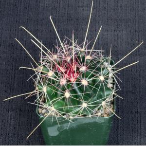Hamatocactus davisii 4-inch pots