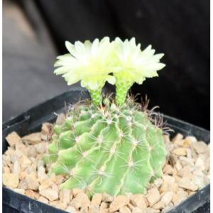 Hamatocactus setispinus one-gallon pots