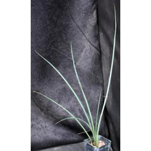 Hesperaloe funifera 2-inch pots