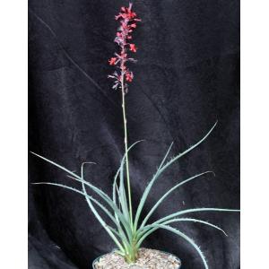 Hesperaloe parviflora cv Brake Lights 8-inch pots