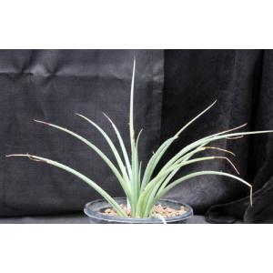 Hesperaloe parviflora cv Brake Lights one-gallon pots