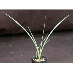 Hesperaloe funifera 2-inch pots