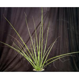 Hesperaloe funifera 5-gallon pots