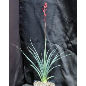 Hesperaloe parviflora cv Brake Lights one-gallon pots