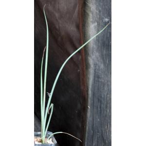 Hesperaloe funifera 2-inch pots