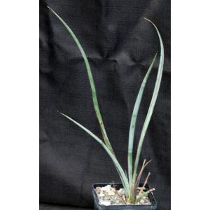 Hesperaloe funifera 4-inch pots