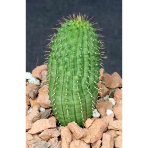 Hoodia pilifera var. pilifera 4-inch pots