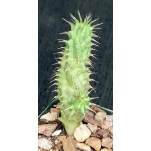 Hoodia juttae 2-inch pots