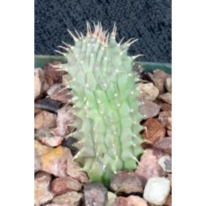 Hoodia parviflora 3-inch pots