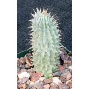 Hoodia parviflora 4-inch pots