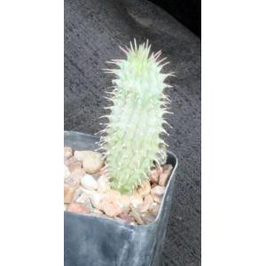 Hoodia parviflora 2-inch pots