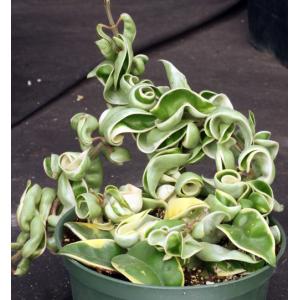 Hoya carnosa cv Hindu Rope (variegated) 6-inch pots