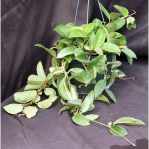 Hoya carnosa cv Tricolor 8-inch pots