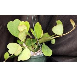 Hoya kerrii 6-inch pots