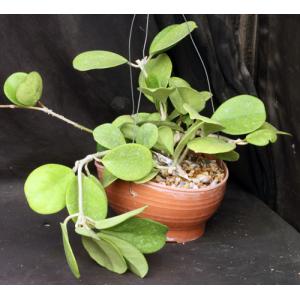 Hoya obovata 6-inch pots