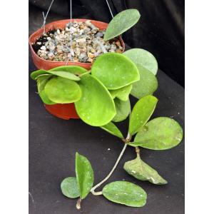 Hoya obovata 6-inch pots