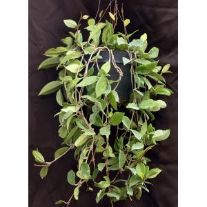 Hoya australis ssp. australis 8-inch pots