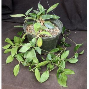 Hoya australis ssp. australis 8-inch pots