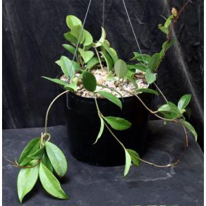 Hoya carnosa 8-inch pots
