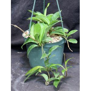 Hoya carnosa cv Krimson Princess 6-inch pots