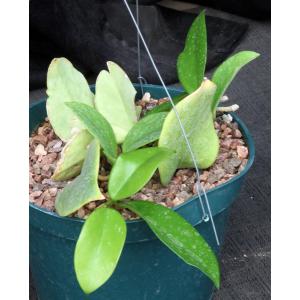 Hoya carnosa cv Dee’s Big One 6-inch pots