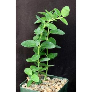 Hoya cummingiana 4-inch pots