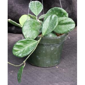 Hoya obovata 6-inch pots