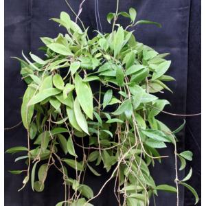 Hoya publicalyx cv Bright One 8-inch pots