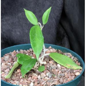 Hoya sp. aff. parasitica 6-inch pots