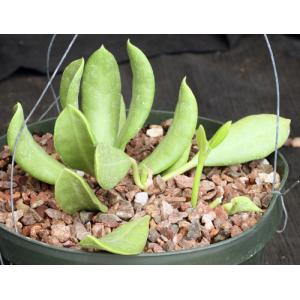 Hoya australis ssp. rupicola 8-inch pots