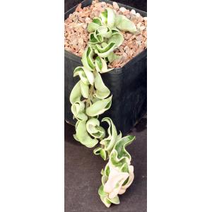 Hoya carnosa cv Hindu Rope (variegated) one-gallon pots