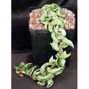 Hoya carnosa cv Hindu Rope (variegated) one-gallon pots