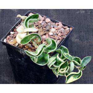 Hoya carnosa cv Hindu Rope 5-inch pots
